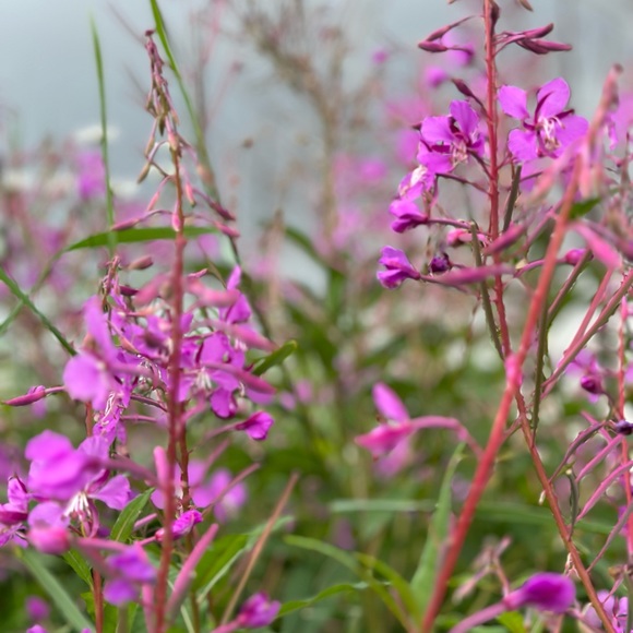 LIKE THIS TO SAVE ME! - Picture 8 of 16